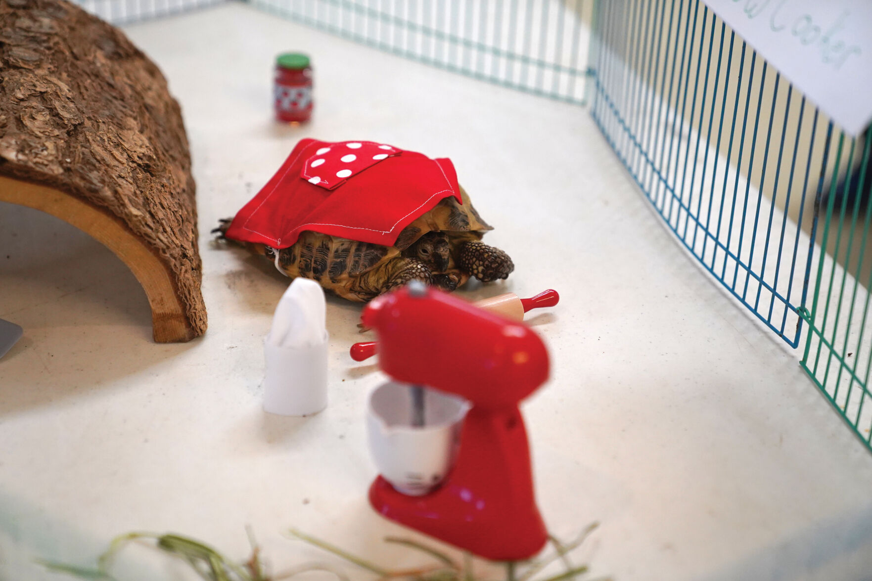 Pocket Pets Standalones 001.jpg